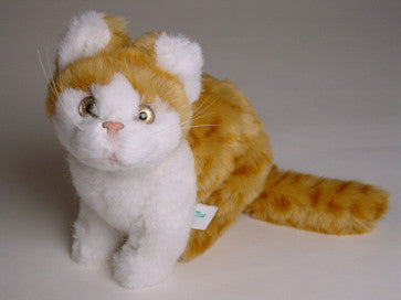 "Raggles" Red & White Tabby Cat