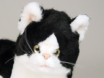 "Creme Puff" Black & White Cat