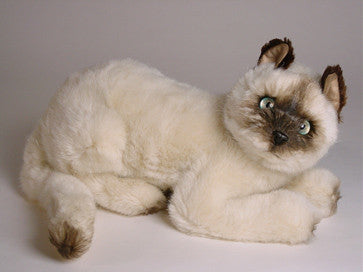 "Isaac" Siamese