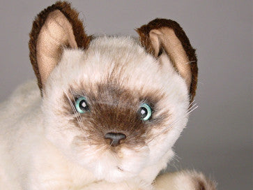 "Siam" Siamese