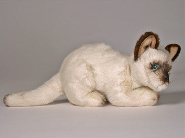 "Siam" Siamese