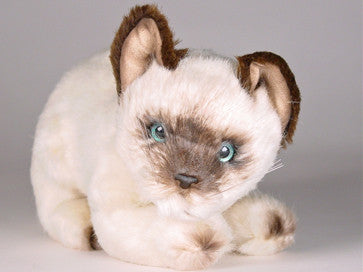 "Siam" Siamese