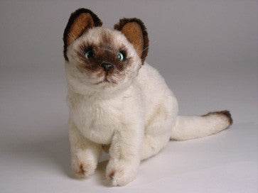 "Tao" Siamese