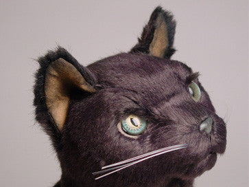 "Catarina" Russian Blue