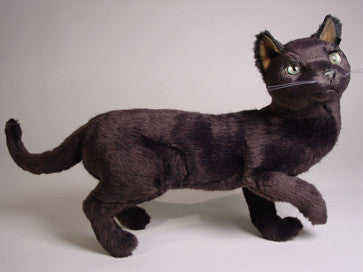 "Catarina" Russian Blue