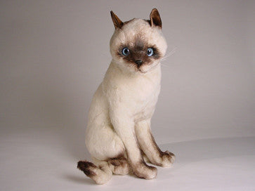 "Isis" Siamese