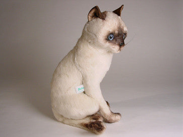 "Isis" Siamese