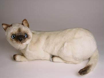 "Skippyjon" Siamese