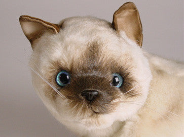 "Skippyjon" Siamese