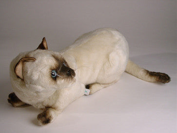 "Skippyjon" Siamese