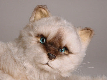 "Sassy" Seal Point Himalayan