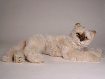 "Sassy" Seal Point Himalayan