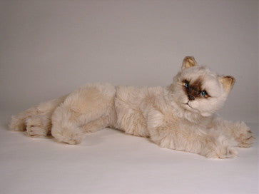 "Sassy" Seal Point Himalayan