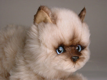 "Octavia" Seal Point Himalayan