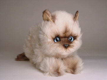 "Octavia" Seal Point Himalayan
