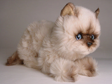 "Octavia" Seal Point Himalayan