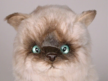 "Teddie" Seal Point Himalayan