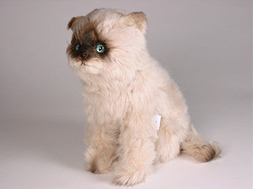 "Teddie" Seal Point Himalayan