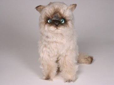 "Teddie" Seal Point Himalayan