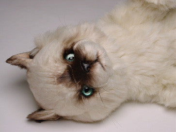 "Taffy" Seal Point Himalayan