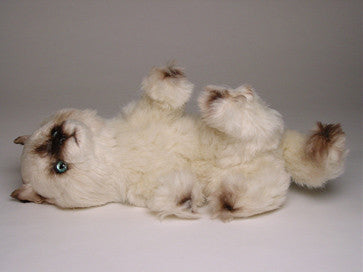 "Taffy" Seal Point Himalayan