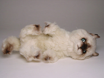 "Taffy" Seal Point Himalayan