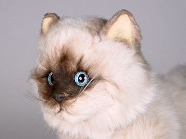 "CoCo" Seal Point Himalayan