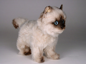 "CoCo" Seal Point Himalayan