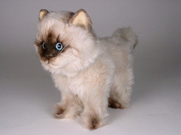 "CoCo" Seal Point Himalayan