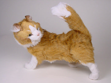"Azrael" Maine Coon