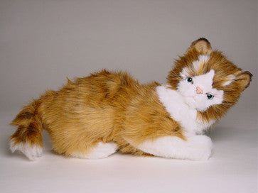 "Cosey" Maine Coon