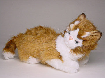 "Cosey" Maine Coon
