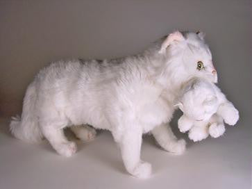 "Marshmallow & Fluff" White Persians