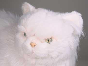 "Coconut" White Persian