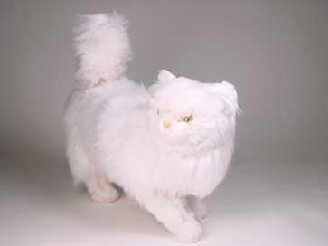 "Coconut" White Persian