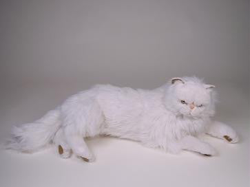 "Amadeus" White Persian