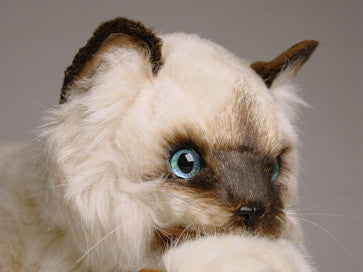 "Elizabeth & James" Siamese Cats