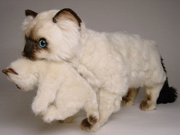 "Elizabeth & James" Siamese Cats