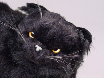 "Winkie" Black Persian