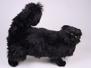 "Winkie" Black Persian