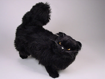 "Winkie" Black Persian