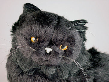 "Blackie" Black Persian