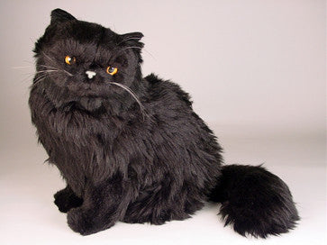 "Blackie" Black Persian