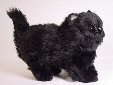 "Orion" Black Persian