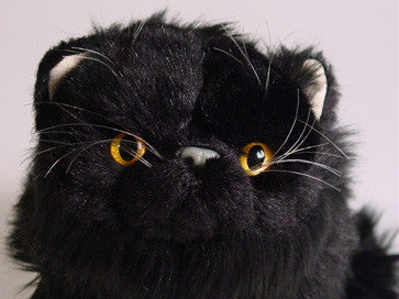 "Lucky" Black Persian