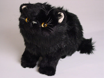 "Lucky" Black Persian
