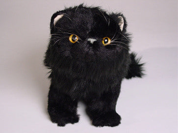 "Lucky" Black Persian