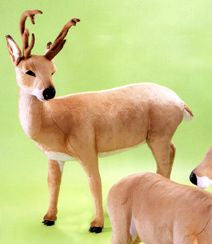 "Bucky" Deer