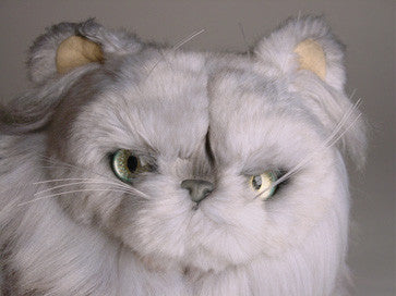 "Chinnie" Silver Persian