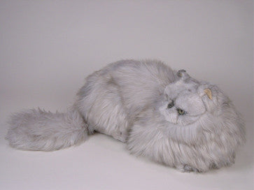 "Chinnie" Silver Persian